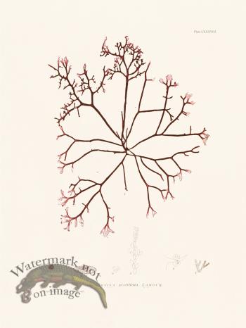 Bradbury Seaweed 088